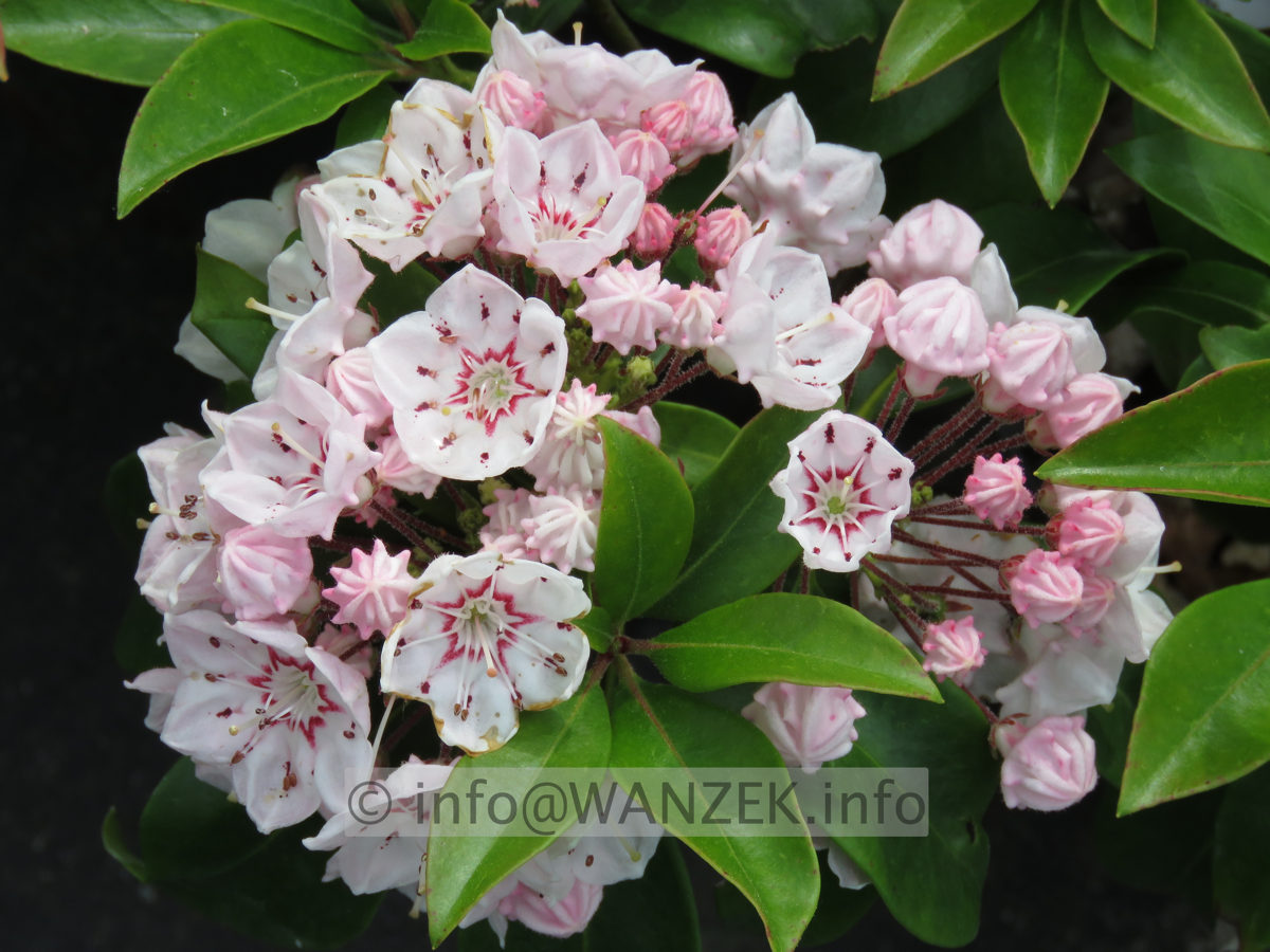 Kalmia latifolia Zebulon 004.JPG